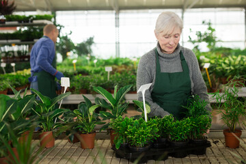 Obraz premium Portrait of skilled confident elderly female florist arranging potted ornamental plants on showcase in garden center..