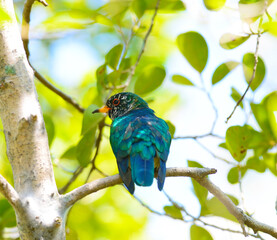 beautiful female Asian Emerald Cuckoo.(Chrysococcy x maculatus)