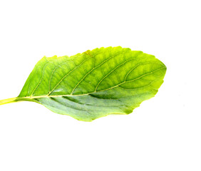 Obraz premium basil isolated on white background