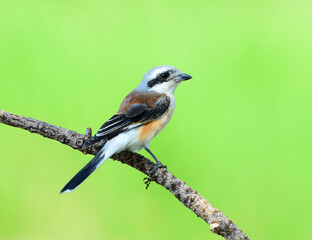 Bay-backed Shrike Bird (Lanius vittatus), New record bird in Thailand
