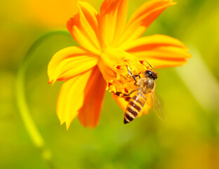 Beautiful Bee on Yellow Flower in nature