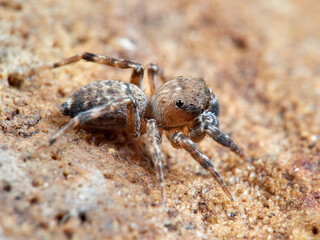 Jumping spider. Cyrba algerina