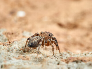 Jumping spider. Cyrba algerina