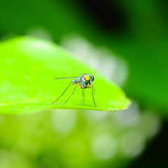 Beautiful Green insect on green leaf