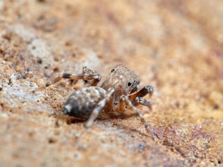 Jumping spider. Cyrba algerina