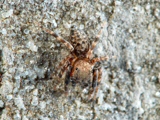 Jumping spider. Cyrba algerina