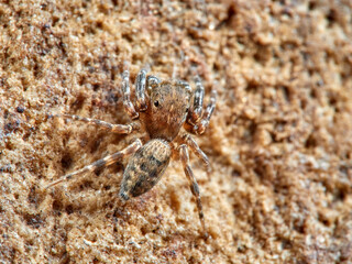 Jumping spider. Cyrba algerina