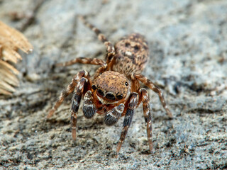 Jumping spider. Cyrba algerina