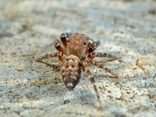 Jumping spider. Cyrba algerina