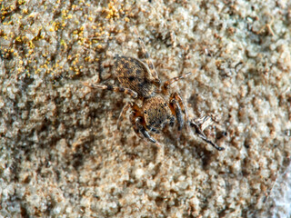 Jumping spider. Cyrba algerina