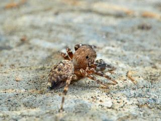 Jumping spider. Cyrba algerina