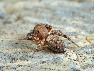 Jumping spider. Cyrba algerina