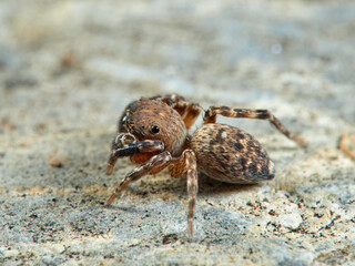 Jumping spider. Cyrba algerina