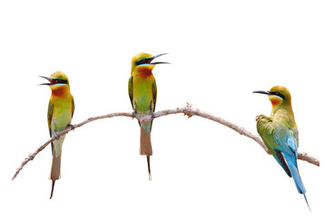 Three of Bee eater Bird isolated on white background