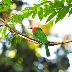 Bee eater Bird on a branch, in thailand, Green Bird