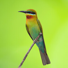 Bee eater Bird on a branch, nature in Thailand