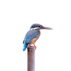 Bird Common Kingfisher (Alcedo atthis) on isolated white background