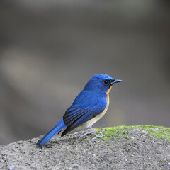 Bird hill blue flycatcher (Cyornis banyumas) in nature