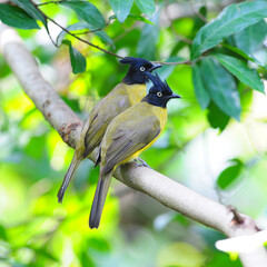 Black-crested Bulbul couple bird in nature catch on the branch