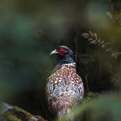 Obraz premium Pheasant in forest