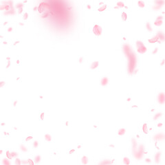 Fototapeta na wymiar Sakura petals falling down. Romantic pink flowers vignette. Flying petals on white square background. Love, romance concept. Fetching wedding invitation.