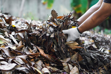 Closeup view of asian male doing the compost from rotten and dry leaves which fell down under the trees in the backyard of his house, soft and selective focus.