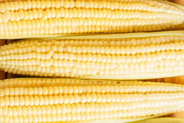 Sweet yellow raw dairy corn cobs ears maize with white granule green fresh ingredient product. Side cooking preparing dish. Top view. Close up choice flavor fillings.