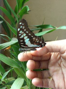 A butterfly feeling comfortable on a human's hand