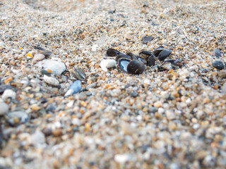 Miesmuscheln am Sandstrand