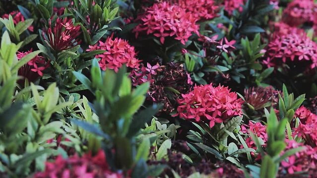 FullHD of a bunch of red needle flowers