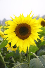 sunflower in the field