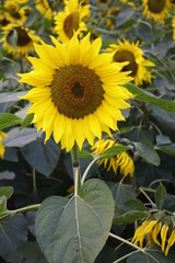 Obraz premium sunflower in the garden