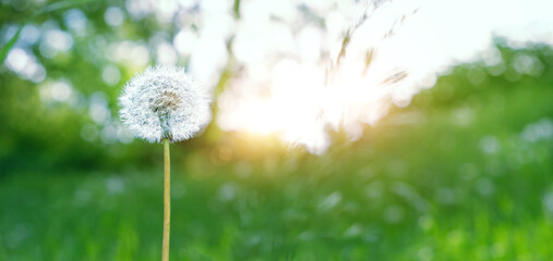 white fluffy dandelion flower on summer sunny meadow, Green natural background. gentle landscape. spring or summer beautiful season. banner. copy space