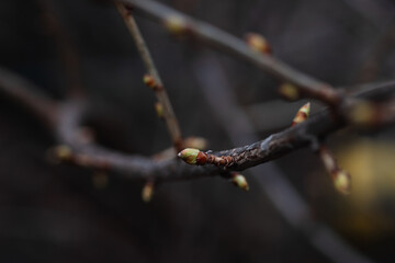 Closeup of unopened small green bud growing on apple tree twig on dark blurred background. Nature beauty. Beginning of amazing blooming season. Time for nature lovers to take care of plants.