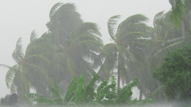 Palm trees blowing in the wind during hurricane
