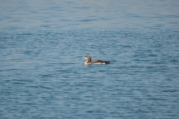 Black-throated Loon (Gavia arctica) floating in the sea