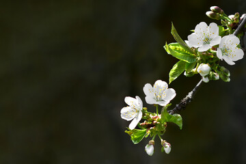 A branch of a blossoming apple tree on a dark background. Place to add text.