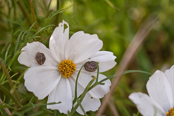 Obraz premium Two tiny garden snails on a white flower