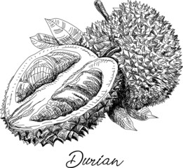 Durian. Sketchy vector hand-drawn illustration.