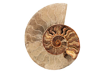 Ammonite , Prehistoric fossilized mollusk , an extinct marine animal.
