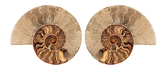 Ammonite , Prehistoric fossilized mollusk , an extinct marine animal.
