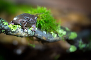 Korallenfingerfrosch