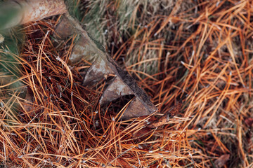 Closeup of gathering pine needles with old rusty rake and using them as eco-friendly organic fertilizer or mulch. Cleaning territory of country house yard. 