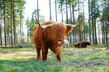 Scottish highland cattle, Bos taurus taurus. Old breed of cattle from Scotland with long fur....