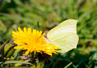 A brimstone butterfly sits on a yellow dandelion blossom and collects nectar. Green grass in the...