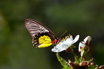 Fototapeta premium A large butterfly on an apple or cherry flower. beautiful spring background