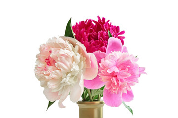 Three peony with green leaves isolated on white background. Flower clipart
