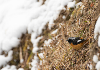 雪の中のジョウビタキ