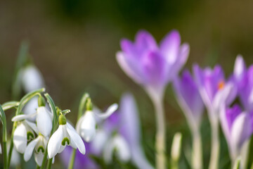 First spring snowdrops flowers and pink crocus blossoms with pollen and nectar for seasonal honey bees in february with white petals and white blossoms in macro view and nice bokeh blurred background