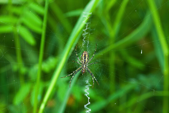 Wasp spider on cobweb with stabilimentum. Argiope bruennichi on web in green grass, selective focus